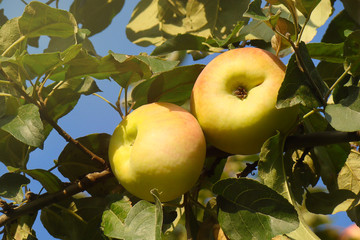 Beautiful ripe apples grow on a tree