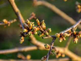 the first spring buds in sunrise, backlight picture early in the morning