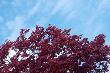 Japanese maple on blue sky background. Growing Japanese maple in Spring.