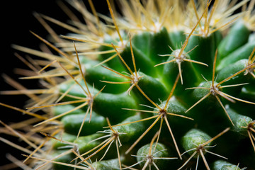cactus close up thorn on black background.