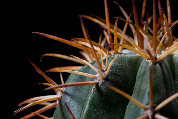 Close up cactus orange thorn on black background.