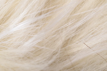 Hair background texture