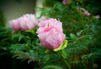 Blooming Chinese pink peony in the garden. Beautiful pink flowers.