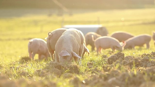 Free range domestic pigs eating on a meadow in an organic meat farm