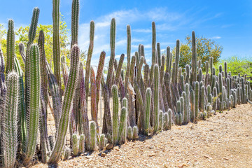 Cactus plants as hedge or fence around garden