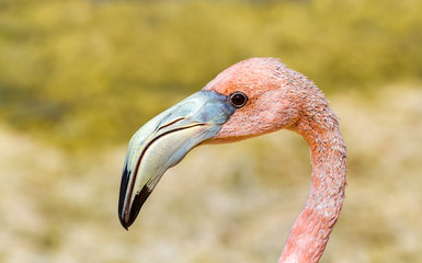 Head of pink caribbean flamingo