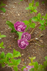 Blooming purple tulips in the garden. Three pink tulips