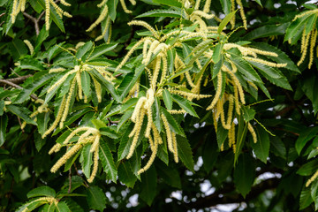 Large branches with decorative green flowers and leaves of Sweet chestnut tree (latin Castanea sativa) in a British garden in a sunny summer day, beautiful outdoor monochrome background
