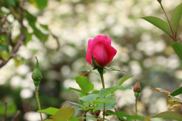Rose sur fleur blanches