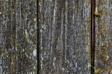 Fototapeta premium stara faktura drewna