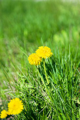 Spring summer floral natural background with copy space from yellow blooming dandelions of lush vibrant green grass on a sunny warm day on lawn. Herbal medicine, medicinal plant Taraxacum officinale