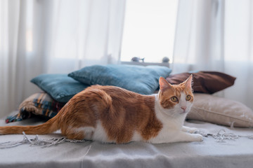 Gato blanco y marron con ojos amarillos se acuesta junto a almohadas frente a la ventana