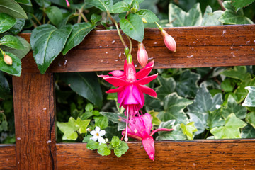 Close up of one vivid pink magenta fuchsia flower and small blooms in a garden pot in a sunny summer day, beautiful outdoor floral background photographed with soft focus
