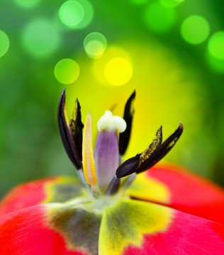 yellow red tulip flower macro close up. bokeh lights.Details tulip inner flower with pistil, stamen, filament, stigma and petals. Concept for delicate nature, Spring, Summer