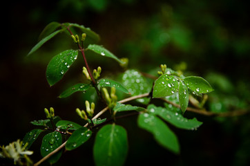 Obraz premium green leaf with morning dew