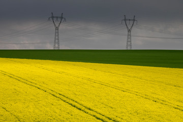 Rapeseed yellow field, polish landscape