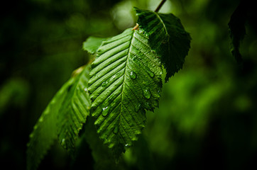 
green leaf with morning dew