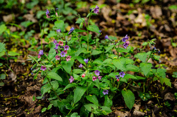 
purple flowers with green leaves in the park