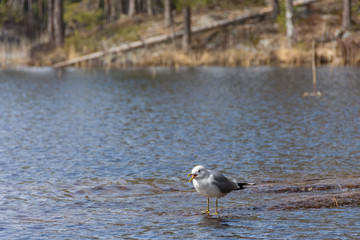 A gull in spring in Repovesi National Park