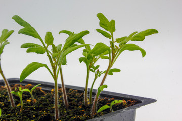 tomato plant seedlings with small green leaves in soil and a growing tray isolated on a white background