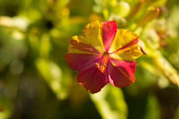 Flor