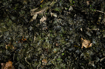 
black mud