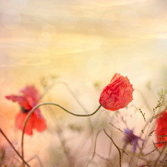 Poppy Flowers In Sunset Light