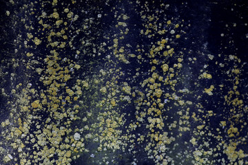 
mold and lichen texture