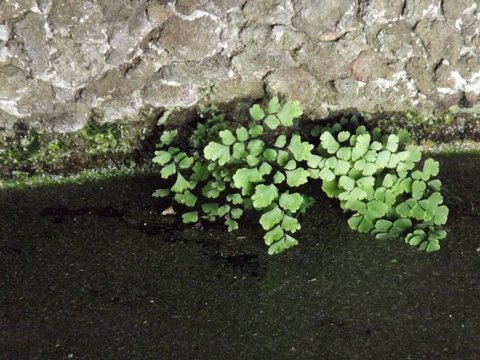fuentes naturales en parques 