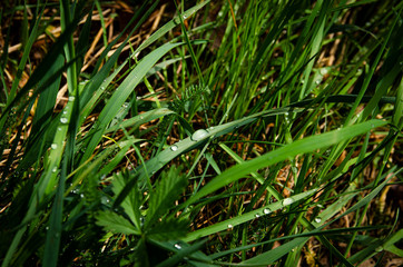 
green grass with dew