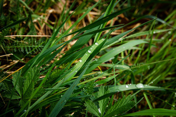 
green grass with dew