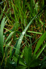 
green grass with dew
