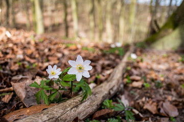 Wood anemones growing at a rotten piece of branch.
