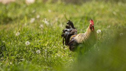 A black and white rooster walks through the mowed grass surrounded by dry dandelions
