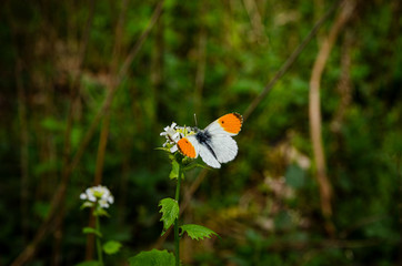 
white butterfly on a flower