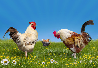 Chickens and cock on the green meadow