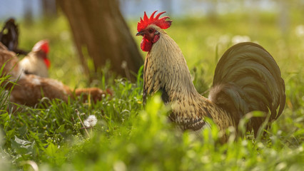 A large rooster stands in the tall grass on a sunny day. Hens in the background