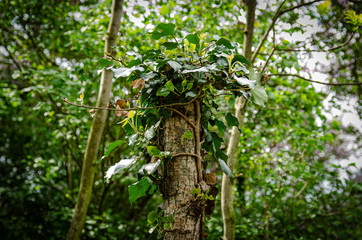 Fototapeta premium climber on the tree