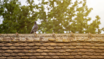 A pigeon on an old tile roof in morning