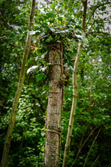 Fototapeta premium climber on the tree
