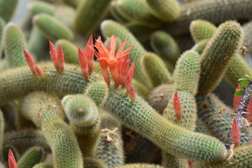 Cactus flowers