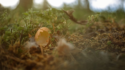 An eggshell in the grass. An egg probably eaten by a predator
