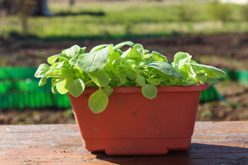 Seedling in a pot in the garden
