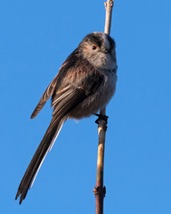 Long-tailed Tit perched on a branch