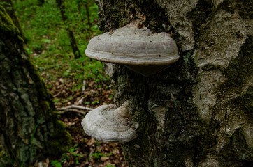 Fototapeta premium large hubs growing on the tree