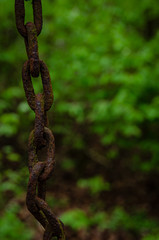 
old rusty hanging chain on the tree