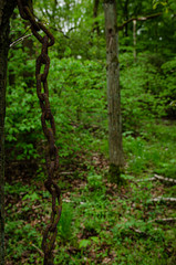 
old dangling chain on the tree