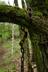
old chain on the tree