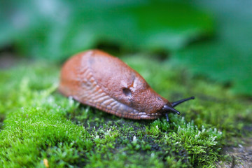 Land slug on the green leaf.