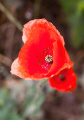 Red poppy flower.